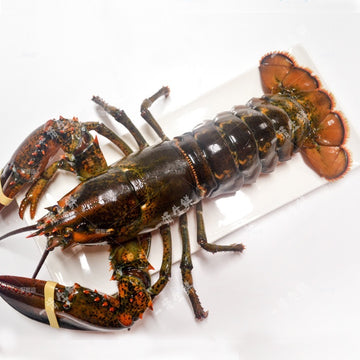 Wild Boston Lobster (raw with claw), 500-600g, frozen