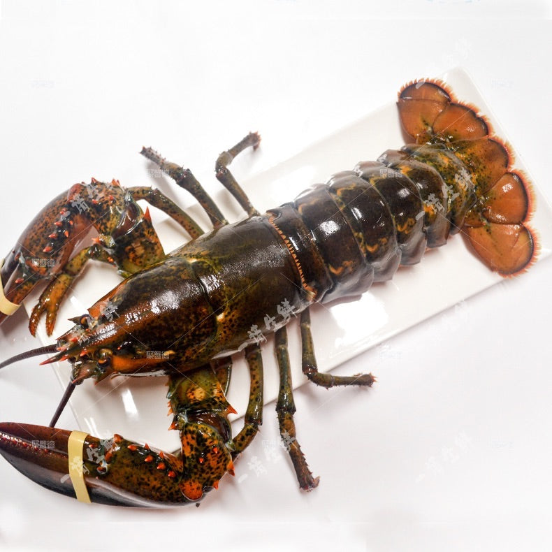 Wild Boston Lobster (raw with claw), 500-600g, frozen