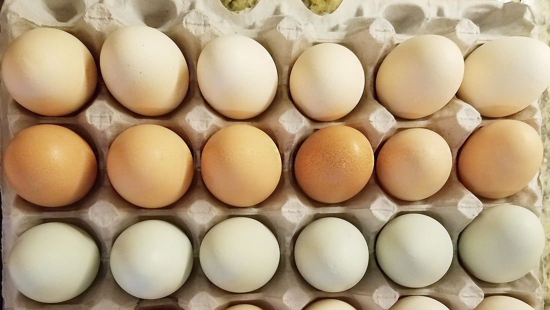 Farmer Brown Eggs, 10 pack (New Zealand)