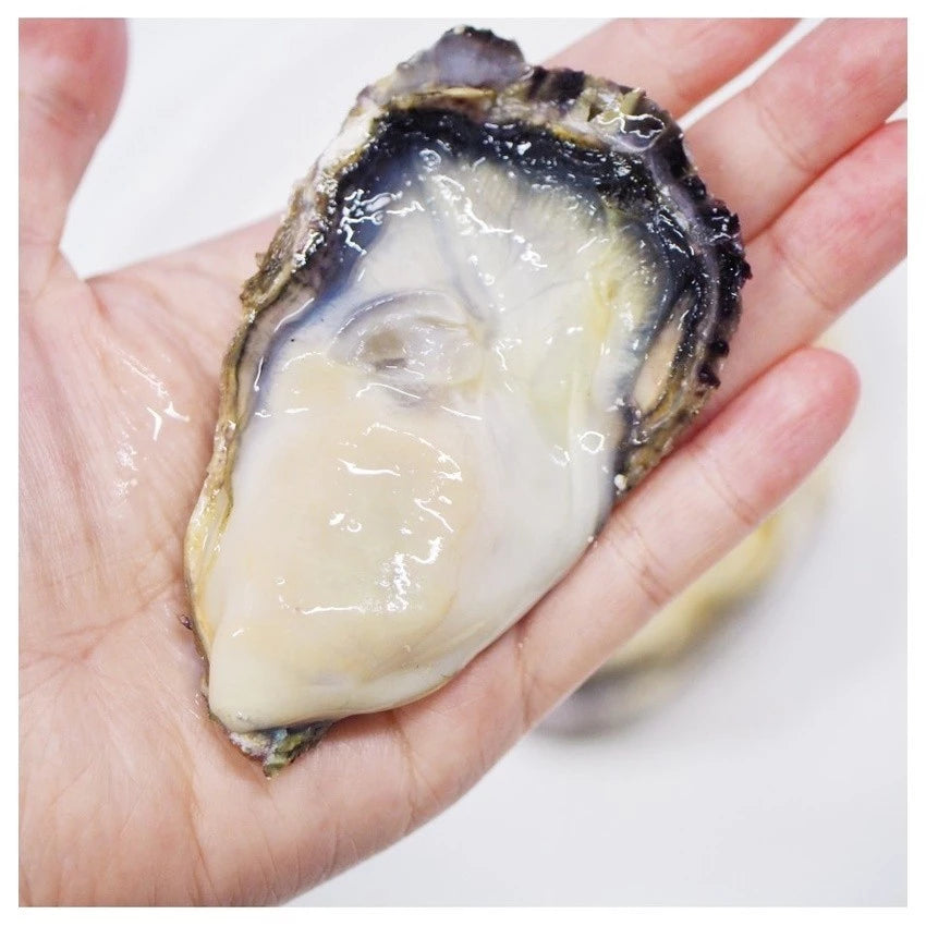 Sanriku Oysters (Japan) Sashimi Grade, M size (80-100g/pce), 700-750g, 8 pcs/pack, frozen