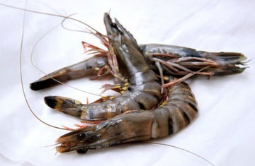 Black Tiger Prawns (Head On Shell On), 13/15 (Halal), price/1kg box, frozen (Halal)