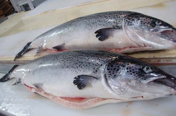 King Salmon (Chinook-Sashimi grade) Whole Fish GG (cleaned gilled & gutted), price/whole fish, frozen ($52/kg)