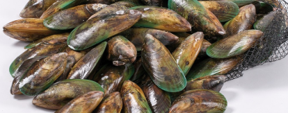 Live New Zealand Jumbo Greenshell Mussels (full shell) 800g, price/pack