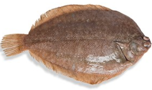Wild Lemon Sole (Flounder) fillets (New Zealand), boneless, skinless, 500g, price/pack, frozen