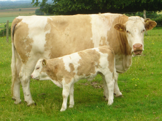 Frozen Milk Fed Veal Mince, price 500g/pack