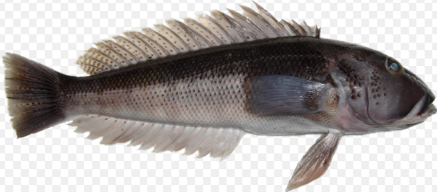 Wild Blue Cod Fillets (New Zealand), skinless, boneless, 500g pack, frozen