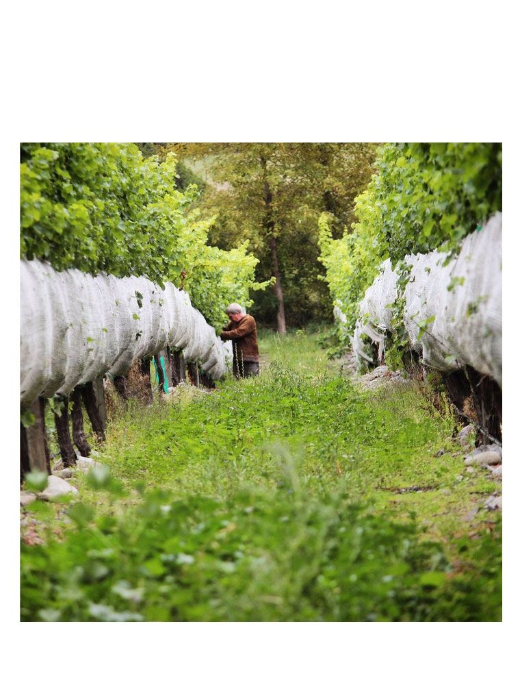 Pinot Noir, Astrolabe, Marlborough, 2020