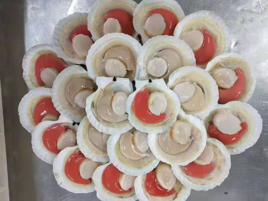 Half Shell Scallops (size 7-8cm) 1kg, frozen
