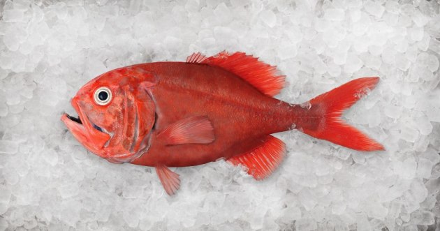 Wild Orange Roughy Fillets (New Zealand), Skinless, Boneless, price/500g pack, frozen